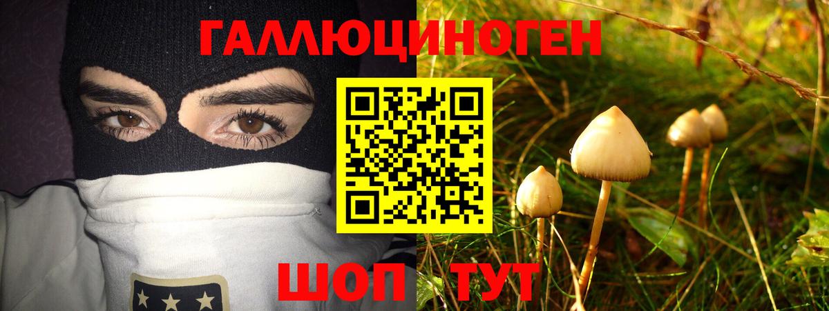 где купить   Вход с VPN  Гурьевск  Псилоцибиновые грибы прущие грибы 